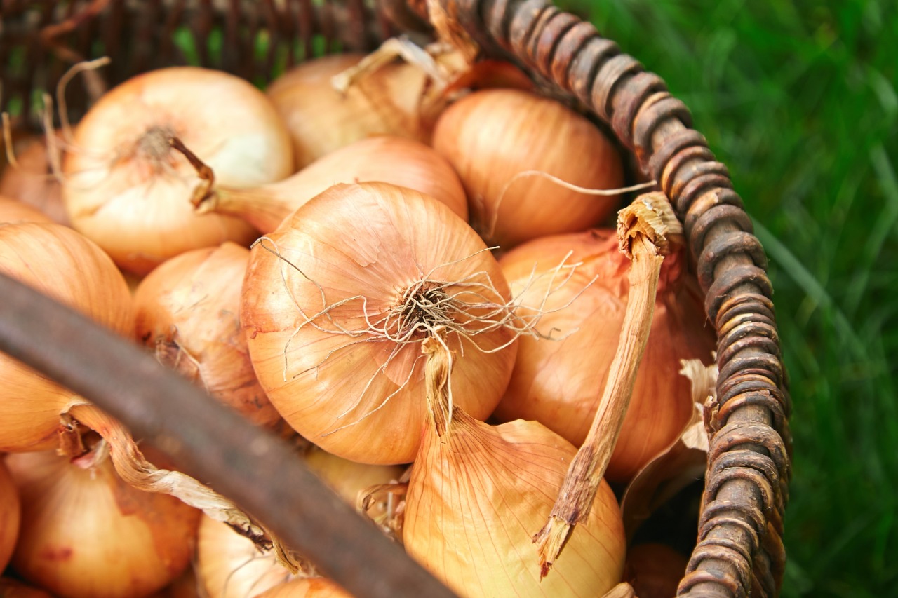 Alimentos fundamentais para a saúde dos olhos - Cebola